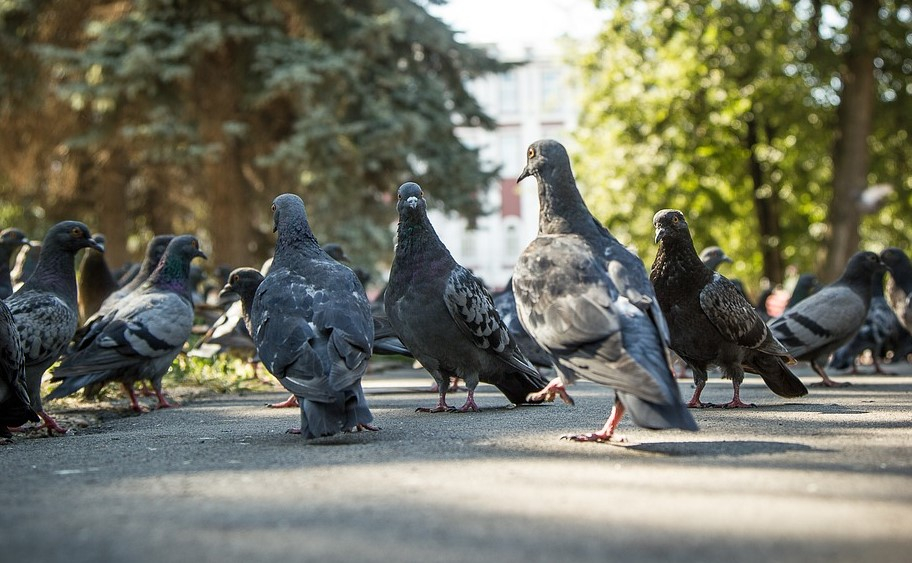 &#x0412;&#x20;&#x041D;&#x043E;&#x0432;&#x043E;&#x0441;&#x0438;&#x0431;&#x0438;&#x0440;&#x0441;&#x043A;&#x0435;&#x20;&#x0443;&#x0442;&#x0432;&#x0435;&#x0440;&#x0436;&#x0434;&#x0451;&#x043D;&#x20;&#x043F;&#x0440;&#x043E;&#x0435;&#x043A;&#x0442;&#x20;&#x043F;&#x043E;&#x20;&#x0440;&#x0435;&#x043A;&#x043E;&#x043D;&#x0441;&#x0442;&#x0440;&#x0443;&#x043A;&#x0446;&#x0438;&#x0438;&#x20;&#x043F;&#x043B;&#x043E;&#x0449;&#x0430;&#x0434;&#x0438;&#x20;&#x041C;&#x0430;&#x0440;&#x043A;&#x0441;&#x0430;