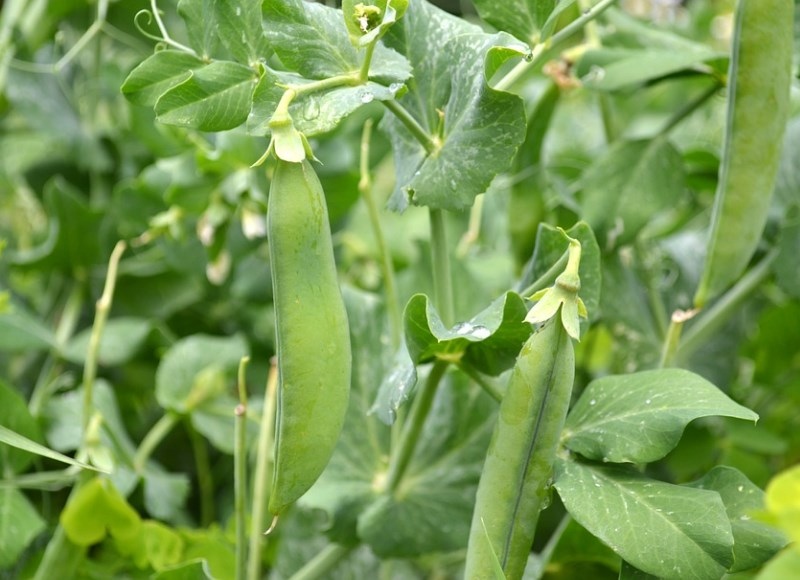 Новосибирская область впервые в истории экспортировала горох в Таиланд