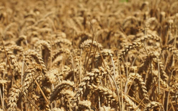 &#x0412;&#x043B;&#x0430;&#x0441;&#x0442;&#x0438;&#x20;&#x0420;&#x043E;&#x0441;&#x0441;&#x0438;&#x0438;&#x20;&#x043F;&#x0435;&#x0440;&#x0435;&#x0432;&#x0435;&#x0434;&#x0443;&#x0442;&#x20;&#x043F;&#x043E;&#x0448;&#x043B;&#x0438;&#x043D;&#x044B;&#x20;&#x043D;&#x0430;&#x20;&#x044D;&#x043A;&#x0441;&#x043F;&#x043E;&#x0440;&#x0442;&#x20;&#x0437;&#x0435;&#x0440;&#x043D;&#x0430;&#x20;&#x0438;&#x20;&#x043C;&#x0430;&#x0441;&#x043B;&#x0430;&#x20;&#x0432;&#x20;&#x0440;&#x0443;&#x0431;&#x043B;&#x0438;