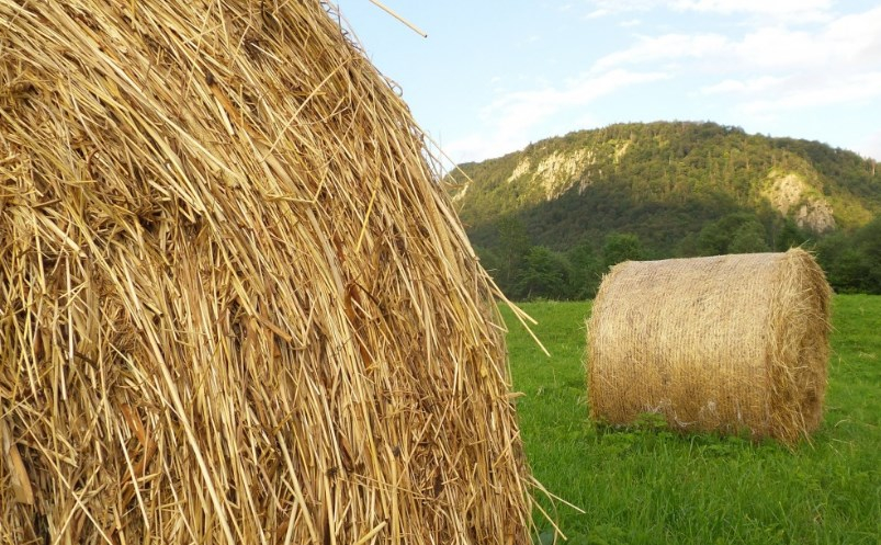 В Новосибирской области на поддержку аграриев направят 900 млн рублей