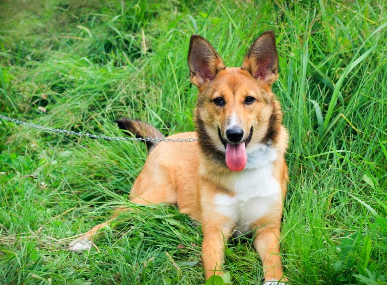 В Новосибирске на проект приюта для животных выделили 10 млн рублей