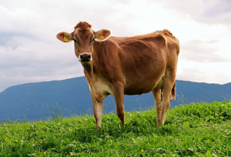 В Новосибирской области в новый молочный комплекс вложили 250 млн рублей