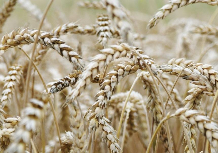 В Новосибирской области на поддержку аграриев добавили 138,4 млн рублей