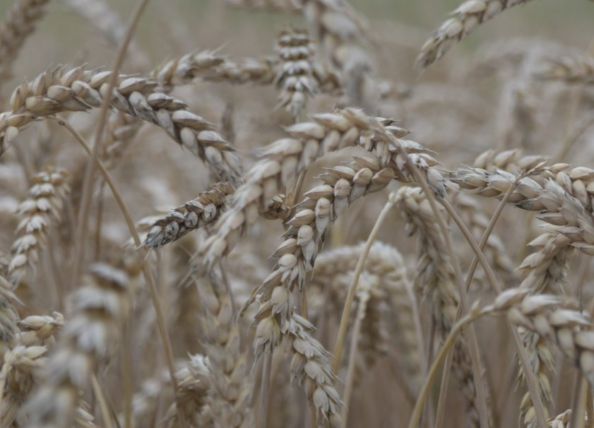 В Новосибирской области на поддержку аграриев выделили 686 млн рублей