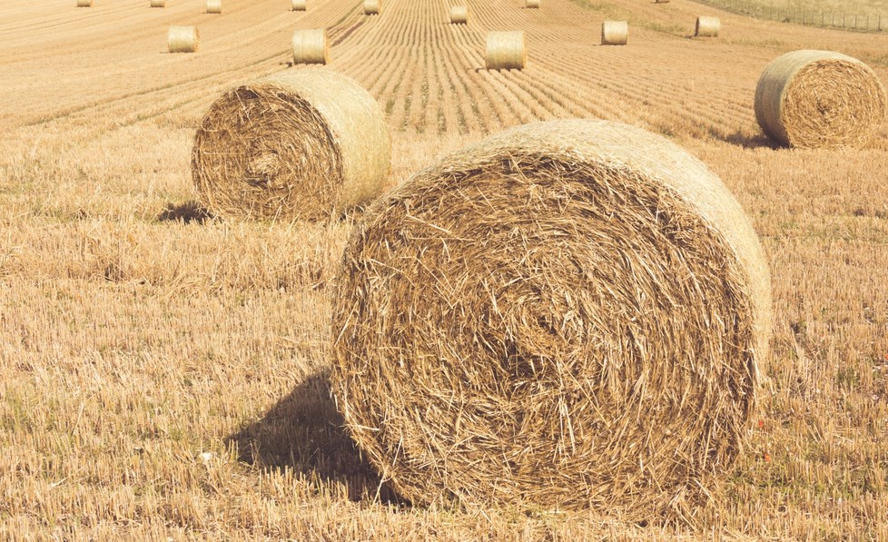 В Новосибирской области на поддержку аграриев выделят 6 млрд рублей