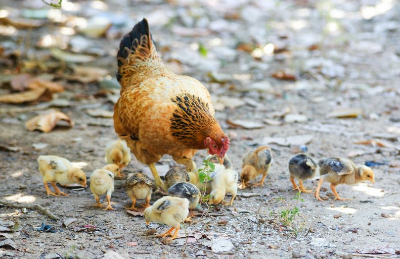 &#x0412;&#x043B;&#x0430;&#x0441;&#x0442;&#x0438;&#x20;&#x041D;&#x043E;&#x0432;&#x043E;&#x0441;&#x0438;&#x0431;&#x0438;&#x0440;&#x0441;&#x043A;&#x043E;&#x0439;&#x20;&#x043E;&#x0431;&#x043B;&#x0430;&#x0441;&#x0442;&#x0438;&#x20;&#x043D;&#x0430;&#x0437;&#x0432;&#x0430;&#x043B;&#x0438;&#x20;&#x043F;&#x0440;&#x0438;&#x0447;&#x0438;&#x043D;&#x044B;&#x20;&#x043F;&#x043E;&#x0434;&#x043E;&#x0440;&#x043E;&#x0436;&#x0430;&#x043D;&#x0438;&#x044F;&#x20;&#x043A;&#x0443;&#x0440;&#x0438;&#x0446;&#x044B;&#x20;&#x043D;&#x0430;&#x20;20&#x25;