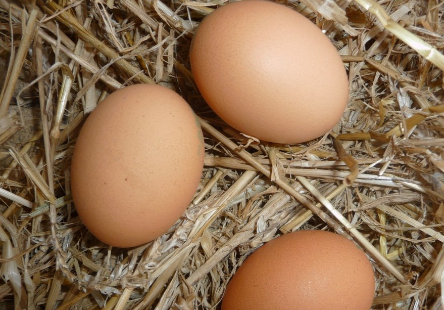 &#x0422;&#x0440;&#x0430;&#x0432;&#x043D;&#x0438;&#x043A;&#x043E;&#x0432;&#x20;&#x0441;&#x0432;&#x044F;&#x0437;&#x0430;&#x043B;&#x20;&#x0440;&#x043E;&#x0441;&#x0442;&#x20;&#x0446;&#x0435;&#x043D;&#x20;&#x043D;&#x0430;&#x20;&#x044F;&#x0439;&#x0446;&#x0430;&#x20;&#x0441;&#x20;&#x0436;&#x0435;&#x043B;&#x0430;&#x043D;&#x0438;&#x0435;&#x043C;&#x20;&#x043D;&#x043E;&#x0432;&#x043E;&#x0441;&#x0438;&#x0431;&#x0438;&#x0440;&#x0441;&#x043A;&#x0438;&#x0445;&#x20;&#x043F;&#x0440;&#x043E;&#x0438;&#x0437;&#x0432;&#x043E;&#x0434;&#x0438;&#x0442;&#x0435;&#x043B;&#x0435;&#x0439;&#x20;&#x0437;&#x0430;&#x0440;&#x0430;&#x0431;&#x043E;&#x0442;&#x0430;&#x0442;&#x044C;