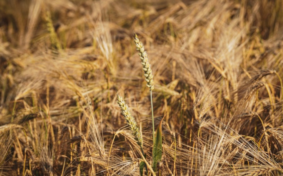 Министр Сежурне: Россия может захватить рынок зерна после поражения Украины