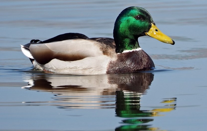 &#x0412;&#x20;&#x041D;&#x043E;&#x0432;&#x043E;&#x0441;&#x0438;&#x0431;&#x0438;&#x0440;&#x0441;&#x043A;&#x043E;&#x0439;&#x20;&#x043E;&#x0431;&#x043B;&#x0430;&#x0441;&#x0442;&#x0438;&#x20;&#x0443;&#x0432;&#x0435;&#x043B;&#x0438;&#x0447;&#x0438;&#x043B;&#x0438;&#x20;&#x0438;&#x043D;&#x0432;&#x0435;&#x0441;&#x0442;&#x0438;&#x0446;&#x0438;&#x0438;&#x20;&#x0432;&#x20;&#x0443;&#x0442;&#x0438;&#x043D;&#x0443;&#x044E;&#x20;&#x0444;&#x0435;&#x0440;&#x043C;&#x0443;