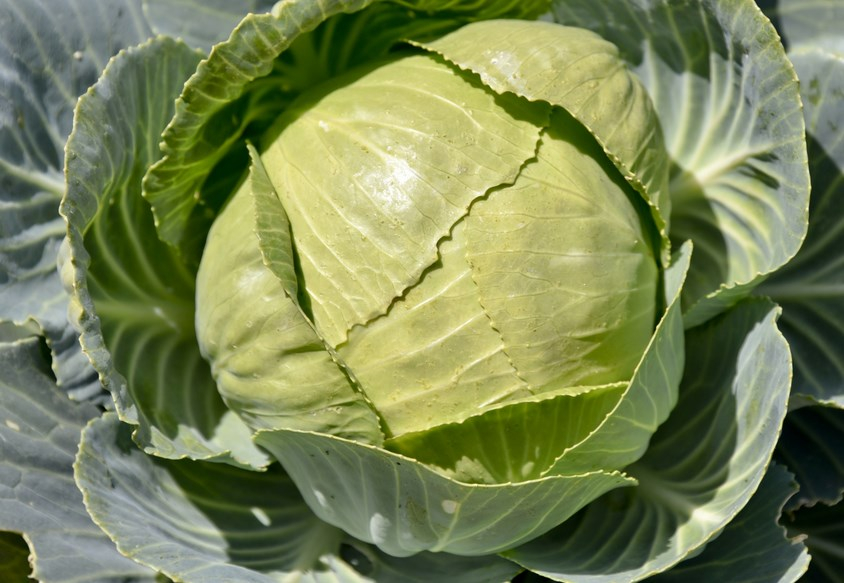 В Новосибирской области подорожали огурцы и капуста