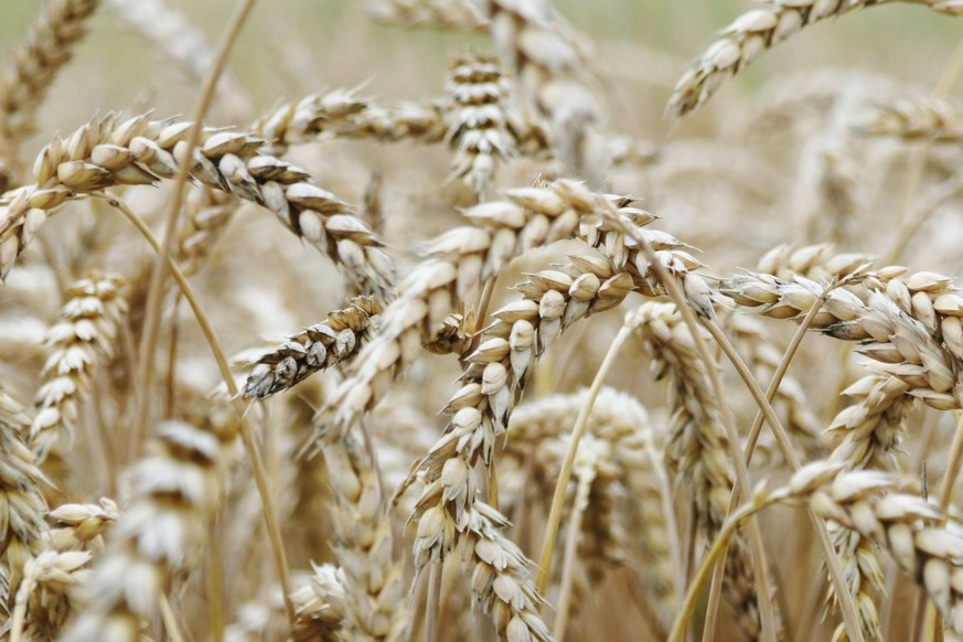 В Новосибирской области объем господдержки аграриев превысит 5 млрд рублей