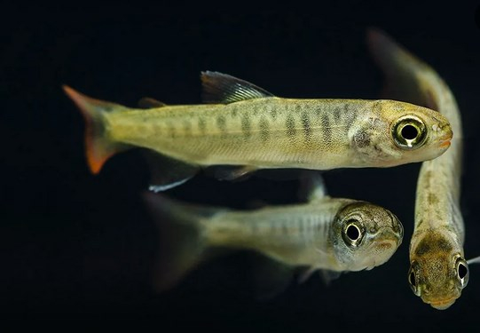 &#x0412;&#x20;&#x041D;&#x043E;&#x0432;&#x043E;&#x0441;&#x0438;&#x0431;&#x0438;&#x0440;&#x0441;&#x043A;&#x043E;&#x0439;&#x20;&#x043E;&#x0431;&#x043B;&#x0430;&#x0441;&#x0442;&#x0438;&#x20;&#x0445;&#x043E;&#x0442;&#x044F;&#x0442;&#x20;&#x043F;&#x043E;&#x0441;&#x0442;&#x0440;&#x043E;&#x0438;&#x0442;&#x044C;&#x20;&#x0437;&#x0430;&#x0432;&#x043E;&#x0434;&#x20;&#x043A;&#x043E;&#x0440;&#x043C;&#x043E;&#x0432;&#x20;&#x0434;&#x043B;&#x044F;&#x20;&#x0430;&#x043A;&#x0432;&#x0430;&#x043A;&#x0443;&#x043B;&#x044C;&#x0442;&#x0443;&#x0440;&#x044B;