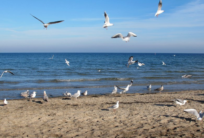 &#x041C;&#x044D;&#x0440;&#x20;&#x041A;&#x0443;&#x0434;&#x0440;&#x044F;&#x0432;&#x0446;&#x0435;&#x0432;&#x20;&#x043E;&#x0434;&#x043E;&#x0431;&#x0440;&#x0438;&#x043B;&#x20;&#x043F;&#x0440;&#x043E;&#x0435;&#x043A;&#x0442;&#x20;&#x0422;&#x0435;&#x0440;&#x0435;&#x0448;&#x043A;&#x043E;&#x0432;&#x043E;&#x0439;&#x20;&#x043F;&#x043E;&#x20;&#x0440;&#x0435;&#x043D;&#x043E;&#x0432;&#x0430;&#x0446;&#x0438;&#x0438;&#x20;&#x0426;&#x0435;&#x043D;&#x0442;&#x0440;&#x0430;&#x043B;&#x044C;&#x043D;&#x043E;&#x0433;&#x043E;&#x20;&#x043F;&#x043B;&#x044F;&#x0436;&#x0430;