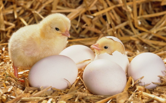 &#x0412;&#x043B;&#x0430;&#x0441;&#x0442;&#x0438;&#x20;&#x0420;&#x043E;&#x0441;&#x0441;&#x0438;&#x0438;&#x20;&#x0432;&#x0432;&#x0435;&#x0434;&#x0443;&#x0442;&#x20;&#x043D;&#x043E;&#x0432;&#x044B;&#x0439;&#x20;&#x043C;&#x0435;&#x0445;&#x0430;&#x043D;&#x0438;&#x0437;&#x043C;&#x20;&#x0441;&#x0434;&#x0435;&#x0440;&#x0436;&#x0438;&#x0432;&#x0430;&#x043D;&#x0438;&#x044F;&#x20;&#x0446;&#x0435;&#x043D;&#x20;&#x043D;&#x0430;&#x20;&#x044F;&#x0439;&#x0446;&#x0430;