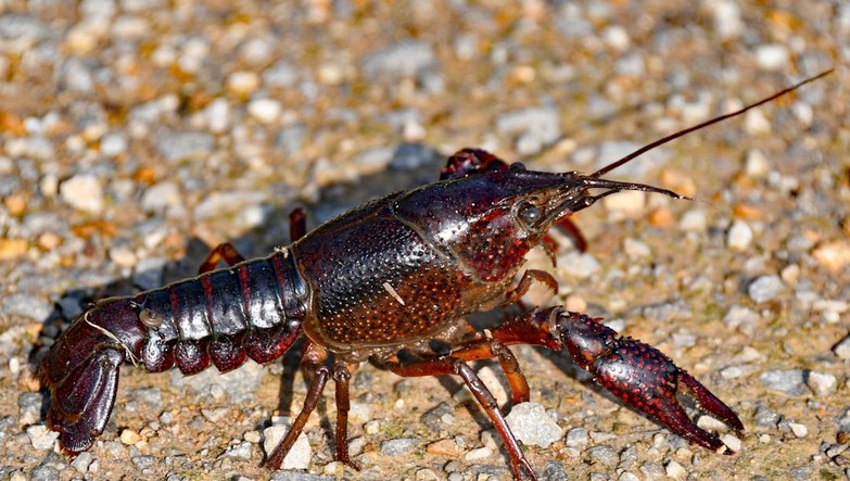 &#x0412;&#x20;&#x041D;&#x043E;&#x0432;&#x043E;&#x0441;&#x0438;&#x0431;&#x0438;&#x0440;&#x0441;&#x043A;&#x043E;&#x0439;&#x20;&#x043E;&#x0431;&#x043B;&#x0430;&#x0441;&#x0442;&#x0438;&#x20;194,4&#x20;&#x043C;&#x043B;&#x043D;&#x20;&#x0440;&#x0443;&#x0431;&#x043B;&#x0435;&#x0439;&#x20;&#x0432;&#x043B;&#x043E;&#x0436;&#x0430;&#x0442;&#x20;&#x0432;&#x20;&#x043F;&#x0440;&#x043E;&#x0438;&#x0437;&#x0432;&#x043E;&#x0434;&#x0441;&#x0442;&#x0432;&#x043E;&#x20;&#x043A;&#x043E;&#x0440;&#x043C;&#x043E;&#x0432;&#x20;&#x0434;&#x043B;&#x044F;&#x20;&#x043B;&#x043E;&#x0431;&#x0441;&#x0442;&#x0435;&#x0440;&#x043E;&#x0432;&#x20;&#x0438;&#x20;&#x043C;&#x043E;&#x0440;&#x0441;&#x043A;&#x0438;&#x0445;&#x20;&#x0435;&#x0436;&#x0435;&#x0439;