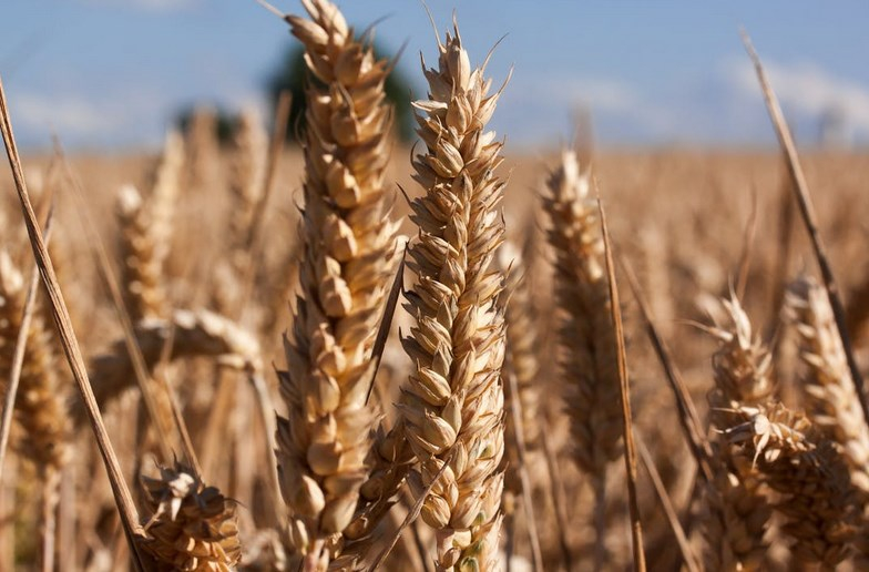 В Новосибирской области экспорт продукции АПК вырос на 10%