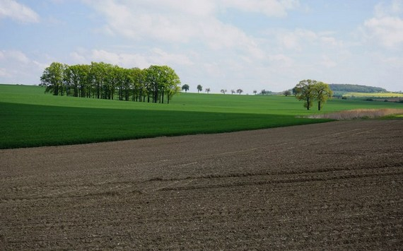 В Новосибирской области 17,1 млрд рублей выделили на весенние полевые работы