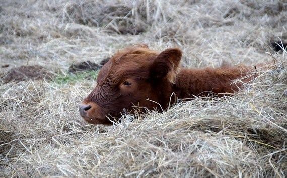 &#x042D;&#x043A;&#x043E;&#x043D;&#x043E;&#x043C;&#x0438;&#x0441;&#x0442;&#x20;&#x0411;&#x0435;&#x043B;&#x044F;&#x0435;&#x0432;&#x20;&#x043E;&#x0446;&#x0435;&#x043D;&#x0438;&#x043B;&#x20;&#x0432;&#x043E;&#x0441;&#x0442;&#x0440;&#x0435;&#x0431;&#x043E;&#x0432;&#x0430;&#x043D;&#x043D;&#x043E;&#x0441;&#x0442;&#x044C;&#x20;&#x0430;&#x0433;&#x0440;&#x043E;&#x0442;&#x0443;&#x0440;&#x0438;&#x0437;&#x043C;&#x0430;&#x20;&#x0432;&#x20;&#x0420;&#x043E;&#x0441;&#x0441;&#x0438;&#x0438;