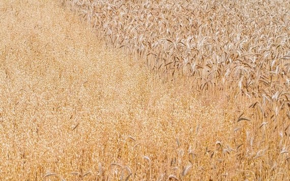 Экономист Остапкович оценил влияние неурожая зерновых на бюджет РФ