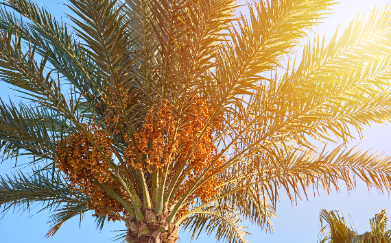 Saudi Dates выходит на российский рынок: новый игрок в сегменте полезных и премиальных продуктов