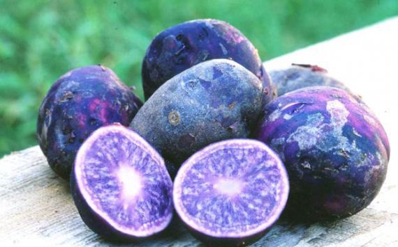 В Новосибирске начали продавать фиолетовый картофель