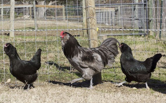 Новосибирские фермеры начали разводить французских кур