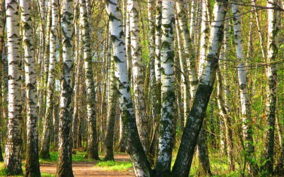 В Новосибирске на сцену в Березовой роще потратят 2,3 млн рублей