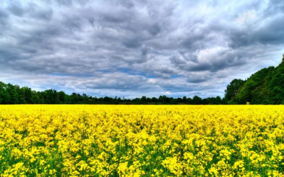 В Новосибирской области 8,4 тыс. га засеют рапсом