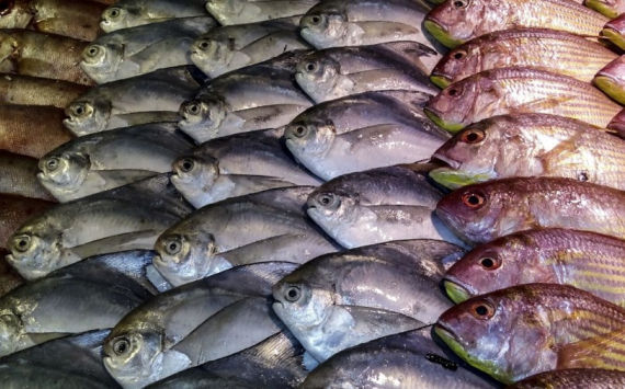 &#x0412;&#x20;&#x041D;&#x043E;&#x0432;&#x043E;&#x0441;&#x0438;&#x0431;&#x0438;&#x0440;&#x0441;&#x043A;&#x0435;&#x20;&#x043E;&#x0442;&#x043A;&#x0440;&#x044B;&#x043B;&#x0441;&#x044F;&#x20;&#x043C;&#x0430;&#x0433;&#x0430;&#x0437;&#x0438;&#x043D;&#x20;&#x0441;&#x20;&#x0434;&#x043E;&#x0441;&#x0442;&#x0443;&#x043F;&#x043D;&#x043E;&#x0439;&#x20;&#x0440;&#x044B;&#x0431;&#x043E;&#x0439;